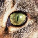Cat’s Eye